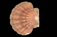 藏品(白碟海扇蛤)的圖片